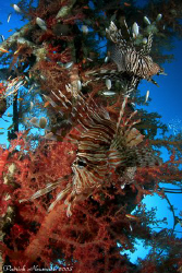 Lionfishs at Eilat wreck .. taken with Canon 400D +Hugyfo... by Patrick Neumann 